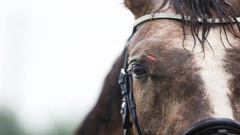 Le coronavirus et les chevaux