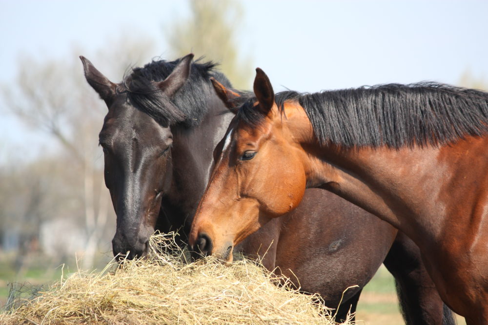 L’alimentation du cheval âgé