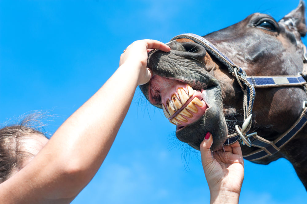 Prendre soin des dents de mon cheval