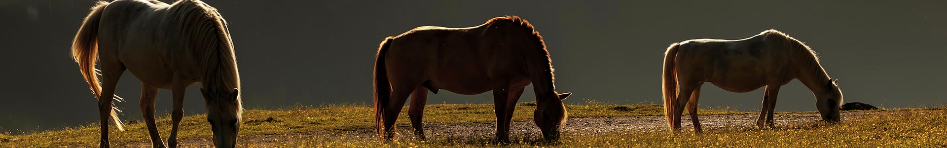 bannière-races-des-chevaux