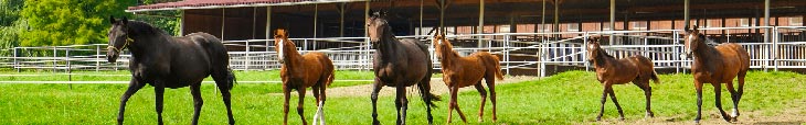 description-centre-equestre