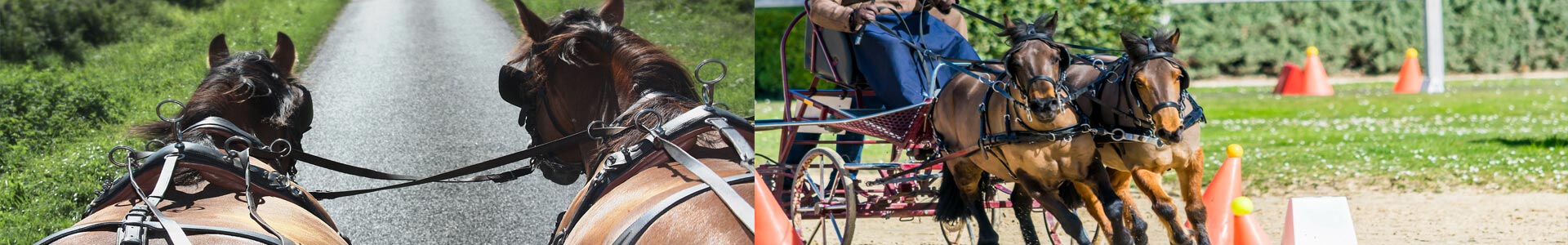 voiture attelage remorque marathon training cheval