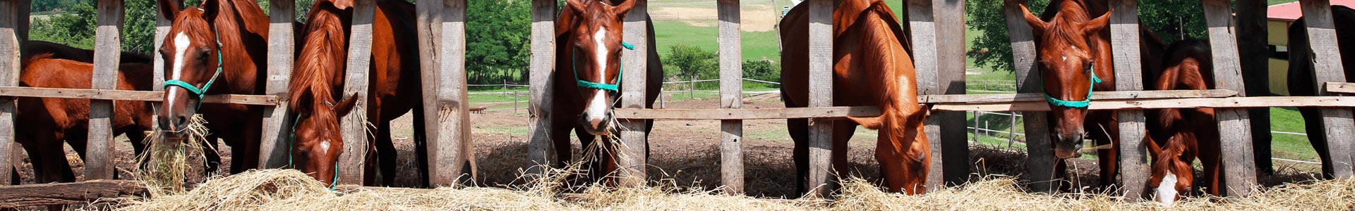 bannière-Autres assurances pro du cheval