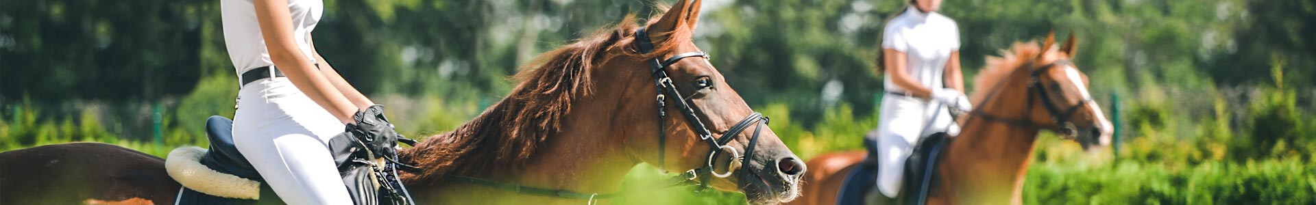 bannière-Assurance Cheval