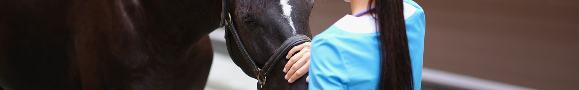 bannière-Assurance Masseur équin