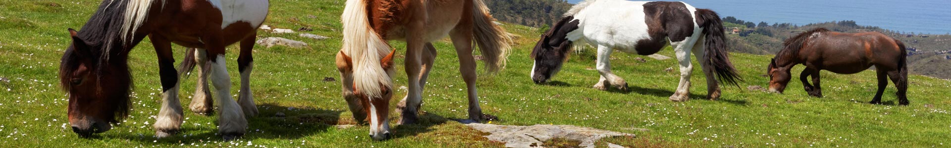 bannière-Assurance Poney