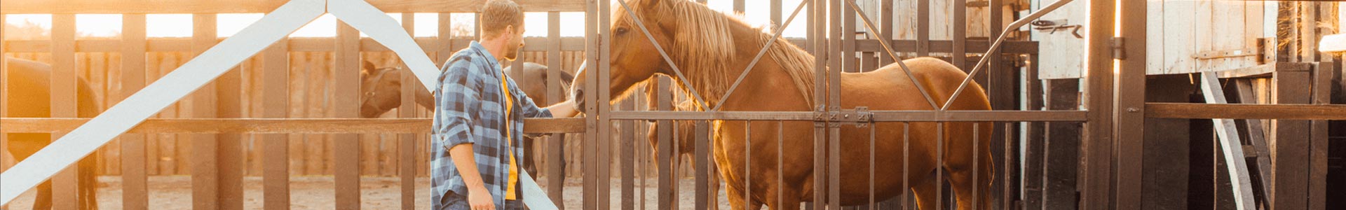 bannière-Assurance Professionnel Cheval