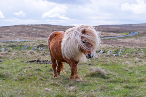 photo Poney shetland